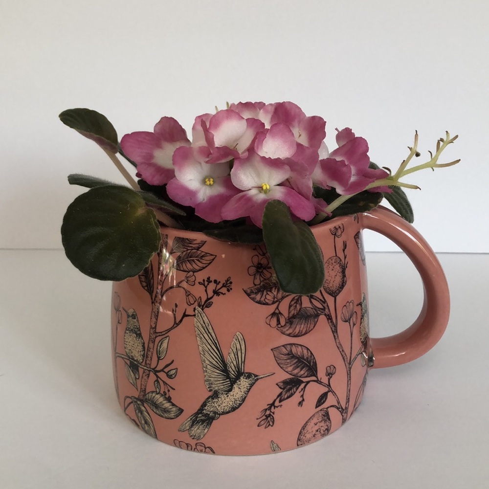 Dusty Rose Hummingbird And Lemon Trees Large Pitcher